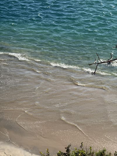 The image captures an elevated view of a beach meeting the ocean. The sand transitions from dry to wet as it approaches the water, with gentle waves lapping at the shoreline. The water deepens from a light, sandy color near the shore to a darker, teal hue in the deeper parts of the ocean. A few branches extend into the scene from the right side. In the lower right corner, shrubbery provides a sense of perspective and depth. It appears to be a beach within the city of Newport Beach, United States. No people are visible in the scene. The primary action is the interaction of the waves with the shoreline.