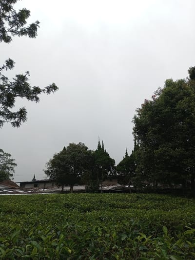 This image depicts a landscape in Ciherang, Indonesia, under an overcast sky. The foreground features a dense field of cultivated green tea plants. In the midground, several large trees are visible, including broadleaf trees with dark green foliage and distinctive tall, slender, conical evergreen trees. Behind these trees, multiple structures with reddish-brown tiled roofs and lighter-colored walls are partially visible, suggesting buildings associated with the agricultural area. Dark green tree branches extend into the upper left quadrant of the frame. The overall environment is rural and agricultural, devoid of human presence or activity.