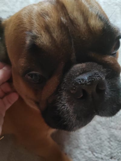 A close-up, low-angle indoor shot features the face of a brown boxer dog resting on a light-colored carpet. The dog's head is tilted slightly to the right, and its eyes are partially closed. A human hand is visible on the left side of the image, gently stroking the dog's cheek. The background is softly blurred, suggesting a domestic setting. No information regarding the specific location in Zhal'skoe, Russia, is discernible from the image.