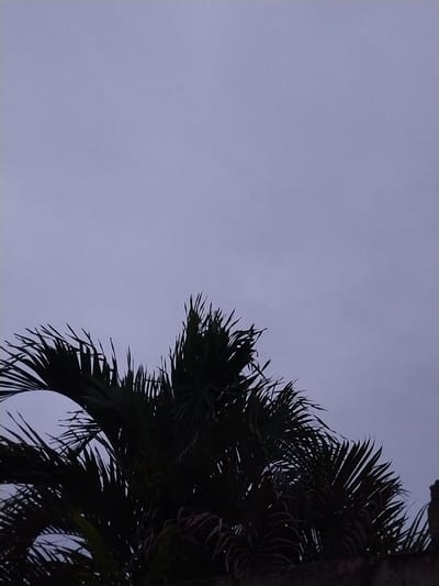 The image shows the upper portion of a palm tree on the right side of the frame, contrasted against a predominantly gray sky that fills the majority of the left side of the image. The tree's fronds appear dark and somewhat obscured due to the lighting, with details of individual leaves only faintly visible. The trunk of the tree is present but not fully visible in the image. The image was taken in Tinaquillo, Venezuela. There are no people visible, and the environment consists of the sky and a portion of a palm tree.