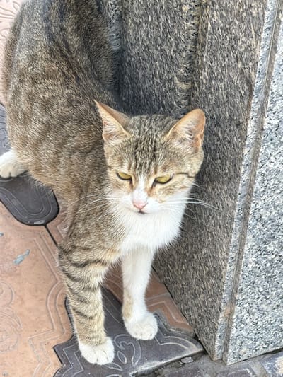 A tabby cat with white fur on its chest and paws stands on a patterned tiled surface next to a granite structure. The cat's fur is a mix of brown, grey, and black stripes, with a white bib and paws. Its eyes are yellow and appear slightly narrowed. The granite structure is rough and speckled with grey and black. The tiled surface has a pattern of rounded shapes and lines in shades of brown and grey. The environment suggests an outdoor urban setting in Urgench, Uzbekistan, possibly a walkway or plaza.