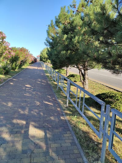 This is an eye-level, full shot of a paved pedestrian walkway in Sirius, Russia, bordered by a metal railing on the right and blooming oleander bushes and pine trees on the left. The walkway is constructed of rectangular brick pavers in shades of grey and tan, and it is illuminated by dappled sunlight casting shadows from overhead foliage. The metal railing is silver-grey and consists of vertical posts with horizontal bars. Beyond the railing, a two-lane asphalt road with a yellow center line is visible, separated from the walkway by a strip of green grass and low-lying bushes. Mature pine trees with dense green needles and pinecones line the walkway and road. The oleander bushes on the left are laden with clusters of pink and white flowers. The sky is a clear, bright blue. In the distance, a multi-story building with a red roof is partially visible. A single individual, wearing dark clothing, is walking away from the camera down the walkway in the distance. The scene appears to be an outdoor public space in good weather.
