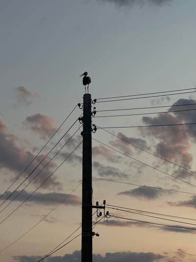 A solitary stork stands silhouetted atop a utility pole against a dusky sky in Lozen, Bulgaria. The pole, a dark vertical element, is adorned with insulators and crisscrossed by numerous electrical wires that stretch horizontally across the frame. Wispy clouds, tinged with hues of pink and gray, drift in the background, suggesting either dawn or dusk. The scene is devoid of human presence, focusing solely on the stark contrast between the natural form of the bird and the man-made structure.