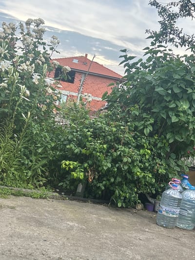 This outdoor image, taken in Pishtigovo, Bulgaria, captures a static scene under an overcast sky during daytime. The foreground features a concrete path or ground, bordered by lush green vegetation.
In the midground, a dense array of green bushes and foliage dominates the frame, creating a natural screen. Among these bushes, to the right, several large plastic water bottles are visible on the concrete surface. One bottle prominently displays the Cyrillic text "Бачково" (Bachkovo) and has a distinct pink carrying handle. A small purple container and other minor objects are partially visible near the bottles.
To the left, a cluster of white flowers, appearing to be a mix of lilies and possibly faded roses, stands out against the greenery. In the background, a house with a red tiled roof is partially visible. The house features a chimney and a dark, rectangular window or vent. A faint wire fence or mesh structure can be seen between the flowering plants and the house. The sky above is overcast with soft, diffused clouds, indicating a cloudy but bright day. No people or discernible activities are present in the scene.
