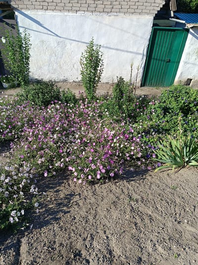 The image depicts a sunny outdoor scene in Berdiansk, Ukraine, featuring a white plastered wall with a brick facade at the top, leading to a green metal double door. In front of the wall, a flowerbed is abundant with blooming petunias in shades of pink and white, interspersed with green foliage. To the right of the flowerbed, a spiky green plant, possibly a yucca, stands tall. The ground is covered in loose soil and small stones, with shadows cast by the plants and a long, thin shadow of a geometric shape falling across the wall. The overall impression is one of a well-tended garden area adjacent to a building, likely in a residential or utility space within the city. No people are present in the image.