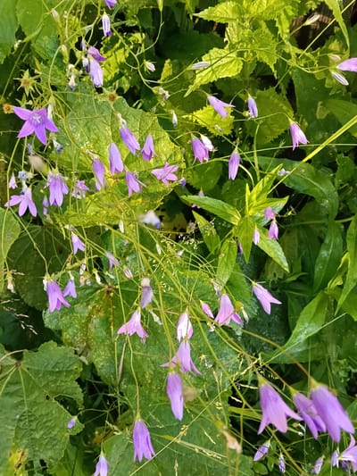 This media file is a close-up, vertical, eye-level shot of bell-shaped purple flowers with green foliage. The flowers are delicate and appear to be wet, suggesting recent rain or dew. They are clustered on thin, green stems, with some flowers drooping downwards and others pointing upwards. The background is filled with lush, green leaves, some of which have a slightly yellow hue, indicating they are catching the sunlight. There is a sense of natural beauty and tranquility. The lighting suggests it might be late afternoon or early morning, with the sun casting a soft glow on the scene. The location is identified as Krasny Mayak, Russia. There is no text visible in the image.