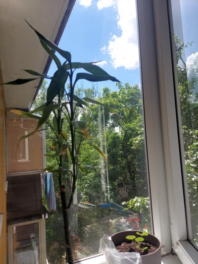 A clear shot of a young plant in a pot is captured from a low angle, looking out a window. The plant, with its delicate green leaves, sits on a windowsill. Beyond the window, lush green trees form a dense canopy against a bright blue sky dotted with white clouds. In the background, a glimpse of a building and cars suggests an urban setting. The image appears to be taken from an apartment in Zheleznogorsk, Russia, evidenced by the characteristic architecture and window frames common in the region.