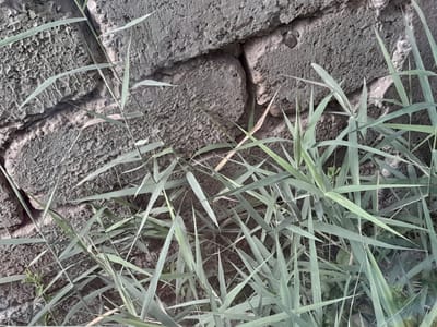 The image depicts a close-up view of weathered, rough-textured concrete blocks, likely part of a wall or structure. Overlapping and interspersed with the blocks is a dense growth of green grass and weeds. The blades of grass are slender and pointed, some of them casting faint shadows on the rough surfaces of the concrete. The overall color palette is muted, dominated by grays and greens, suggesting an outdoor setting, possibly in a somewhat neglected or naturalized area. The lighting appears to be natural daylight, casting no harsh shadows and suggesting a diffused light, perhaps on an overcast day or in shaded conditions. There are no people visible in the image. The texture of the concrete is the most prominent detail, showing imperfections, pits, and a rough, granular surface. The grass appears slightly damp, with small water droplets visible on some of the blades. The scene evokes a sense of natural overgrowth against an old, man-made structure. The location context of Bukhara, Uzbekistan, doesn't provide specific visual cues within the image itself, but suggests a potential climate and architectural style that might be associated with such materials. No text is visible in the image.