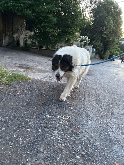 A medium shot captures a large, white dog with black markings on its head and back, walking on a gravel road. The dog is wearing a blue leash. To the left, a stone building with a white picket fence is visible, surrounded by lush green trees. In the background, a few more trees and a distant mountain range can be seen under a bright sky. A black car and a person in a red shirt are also visible further down the road, suggesting an outdoor, possibly residential area, typical of Kyustendil, Bulgaria. The lighting suggests it is either early morning or late afternoon.