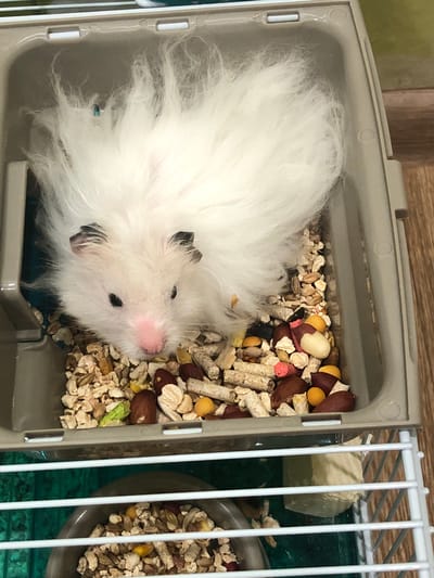 A fluffy white hamster with pink ears and a pink nose is nestled in a grey plastic cage filled with wood shavings and animal feed. The hamster's fur is voluminous and extends outwards, obscuring most of its body. The cage is positioned on a wooden surface. Below the cage, a white wire grate is visible, and beneath that, a grey bowl filled with more animal feed. The scene is well-lit, and there are no people present. The location is unknown, and there is no information to suggest it is in Solikamsk, Russia.