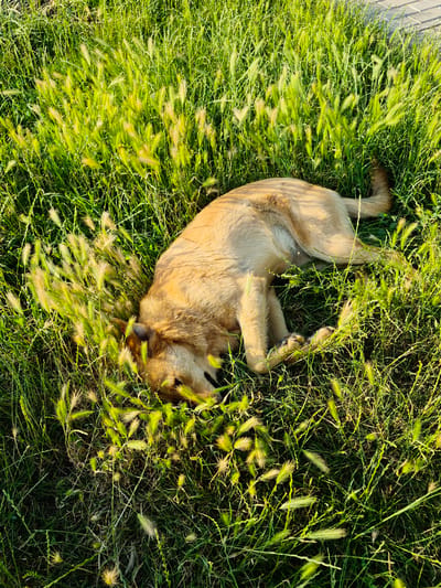 A light brown dog is lying on its back in tall green grass, with its legs up in the air. The dog's fur is illuminated by the sun, creating a warm glow. The grass is lush and green, with some seed heads visible. The scene appears to be outdoors, likely in a park or field. The time of day seems to be late afternoon or early evening, as indicated by the long shadows and golden light. The dog's relaxed posture suggests it is comfortable and enjoying the sun. There is no visible text in the image. The location context is Chișinău, Moldova.