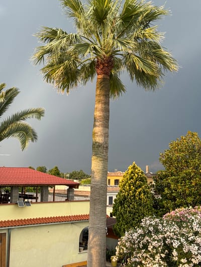 The image presents a view in Aprilia, Italy, featuring a tall palm tree with a textured trunk extending into the foreground. Its fronds are prominent against a gray sky. Adjacent to the tree, there is a building with a red-tiled roof and light yellow walls. Solar panels are visible on the side of the building. A variety of greenery, including flowering bushes and other trees, flanks the building. In the background, other buildings and rooftops can be discerned. The overall scene evokes a residential or suburban environment under overcast conditions.