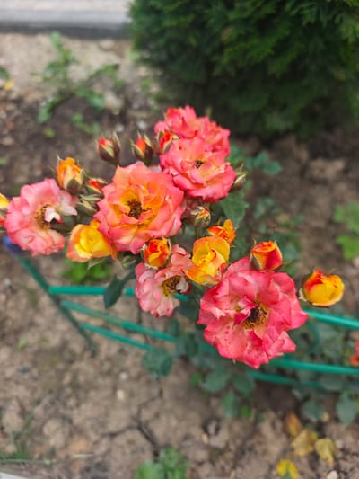 A cluster of pink and orange roses is in bloom, with some buds also visible. The roses are in a garden setting, with soil and green foliage in the background. A green wire or hose is visible running horizontally across the lower portion of the image. The scene is outdoors in what appears to be a residential or park area, possibly in the city of Khlevino, Russia, given the context. The lighting suggests it is daytime. There are no people or animals present in the image.