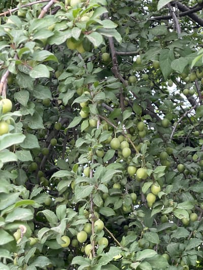 The media file shows a close-up view of a tree heavily laden with small, green, unripe fruits, likely plums, interspersed with abundant green leaves. The branches of the tree are visible, some dark and thick, others thinner and more gnarled, interwoven with the foliage. The fruits are clustered together in many areas, suggesting a fruitful harvest season. The leaves are varied in shape and size, with some appearing slightly dusty or weathered. The lighting suggests it might be daytime, with the sunlight filtering through the canopy, creating a dappled effect. The overall scene evokes a sense of natural abundance and the growing cycle. The location context is Cahul, Moldova, which implies an outdoor setting, possibly an orchard or a garden, during the warmer months when fruit is developing on trees. No people or text are visible in the image.