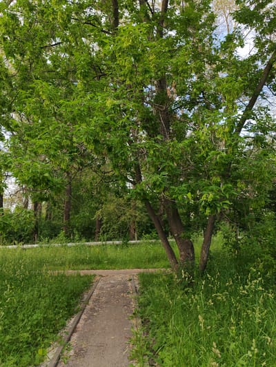 The image depicts a tranquil outdoor scene in Sokół, Russia, likely during late spring or early summer. A dirt pathway, bordered by lush green grass, curves through the frame. The pathway appears worn and is scattered with a few fallen leaves or seeds. Towering trees, heavy with bright green foliage, dominate the background. The leaves of the trees are vibrant and appear healthy, some bearing clusters of seed pods, suggesting the reproductive stage of the trees. The overall atmosphere is peaceful and natural, with a sense of quietude. The lighting suggests it is daytime, with a soft, diffused light indicating possibly overcast conditions or the gentle illumination of a less intense sun. The setting appears to be a park or a wooded area, designed for leisurely strolls. There are no people or animals visible, reinforcing the serene and solitary nature of the scene. The dense greenery and the presence of the path suggest a managed natural space, perhaps a public park or a trail within a natural reserve.