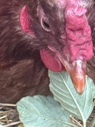This is a close-up, eye-level, medium shot of the head of a dark-feathered chicken. The chicken's comb is bright pink and fleshy, with prominent vertical folds. Its wattle, also pink, hangs from its chin. A portion of its beak, a light brown color, is visible, pointing towards a pale green leaf to the right of the frame. The leaf has distinct veins and appears to be part of a plant growing nearby. The background is blurred, suggesting a shallow depth of field, and hints at dry vegetation or straw. The lighting is soft, and the overall impression is of a natural, outdoor setting. The image focuses on the textures of the chicken's comb and wattle, as well as the veins of the leaf. There is no text visible in the image. The location context is Heniivka, Ukraine, suggesting this scene might be part of a rural environment.
