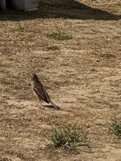 A bird is on the ground, which is a mix of brown and green vegetation. The location appears to be outdoors. There's also a shadow visible, suggesting it is daytime. No people are visible. The city of Vila Real, Portugal, cannot be confirmed from the image.