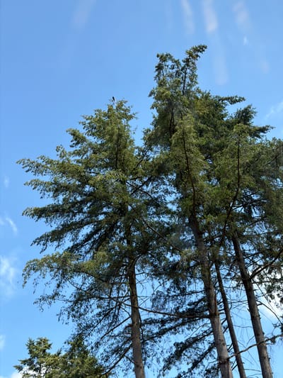 This media file showcases a view looking up towards the sky through the branches of several large trees, likely coniferous given their dense, green foliage. The trees are angled across the frame, with their trunks and branches creating a dynamic, overlapping pattern against a clear blue sky. Some branches are thick and sturdy, while others are thinner and trail downwards, giving a sense of movement, possibly due to wind.
The scene appears to be outdoors, in a natural setting. The bright blue sky suggests daytime, and the presence of a few wispy white clouds indicates fair weather. The sunlight filtering through the branches suggests it's likely mid-morning or afternoon. There are no people or animals visible in the frame.
A notable detail is a white object, resembling a shoe or a piece of sporting equipment, hanging from a branch in the upper right portion of the image. The overall impression is one of natural beauty and tranquility, with the sky serving as a backdrop to the intricate structure of the tree canopy. The orientation of the trees, some appearing almost horizontal or inverted, adds an unconventional perspective to the scene. The image is likely taken in Heijen, Netherlands, given the provided location context. There is no visible text in the image.