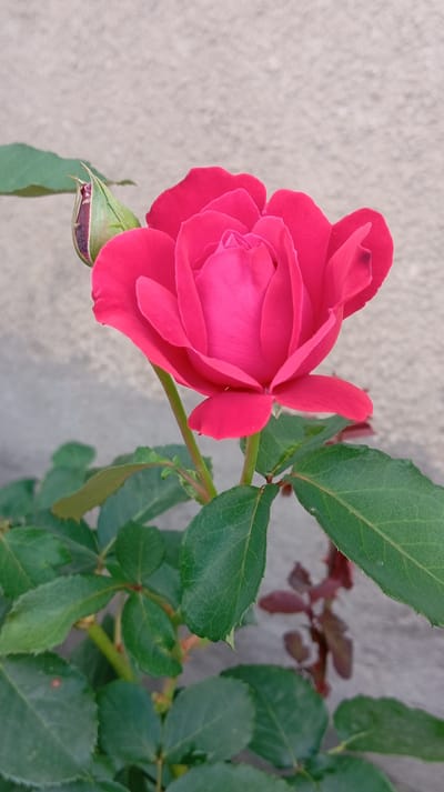 A close-up, vertical shot captures a vibrant pink rose in bloom against a muted, textured background. The rose is the central subject, its petals unfurling in shades of deep pink, with subtle variations in tone suggesting texture and depth. To the left of the rose, a single, unopened bud peeks out, its green sepals partially revealing the deep pink of the petals within. The rose is supported by a slender, green stem, from which several dark green leaves emerge. These leaves are serrated along their edges and exhibit a slightly glossy sheen. In the lower right portion of the frame, a cluster of new growth or spent stems displays a reddish-brown hue.

The background is a uniform, light gray, with a subtly uneven texture, likely representing a wall or similar structure. This neutral backdrop emphasizes the vivid color and delicate form of the rose. The lighting appears to be natural daylight, casting soft shadows and highlighting the contours of the petals and leaves. The overall mood is one of natural beauty and tranquility. There is no visible text in the image. The scene suggests a garden or outdoor setting, possibly in Baksan, Russia, given the location context. The time of day is likely daytime, and the weather appears calm.