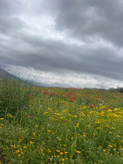 The image depicts a field of wildflowers under a cloudy sky, likely located in or near Ouaouizert, Morocco. The foreground is filled with a dense array of yellow and red wildflowers interspersed with green foliage. The sky is overcast with dark gray clouds, suggesting potentially inclement weather. There are no visible people, animals, or distinct structures in the immediate view. A small hill can be seen on the bottom left of the image. The overall impression is one of a natural landscape dominated by wildflowers and a somber sky.