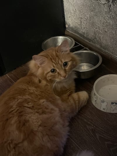 A fluffy, orange cat is lying on a dark wooden floor next to three pet bowls. One bowl is a plain silver metal bowl, another is a larger silver metal bowl, and the third is a white ceramic bowl decorated with drawings of cats. The cat's head is turned towards the viewer, and its eyes are wide open. The background consists of a dark, textured wall and a dark vertical surface. The scene appears to be indoors, possibly in a home or apartment in Noyabrsk, Russia.