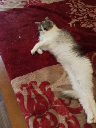An indoor scene in Madinaty, Egypt, depicts a long-haired domestic cat resting on a patterned blanket. The cat, predominantly white with grey markings on its head, back, and tail, is lying on its left side with its front paws crossed and its gaze directed towards the left of the frame. The blanket features a deep red section with tan floral patterns and a wide tan section with red floral patterns. Scattered clumps of white cat fur are visible on the red portion of the blanket near the cat's head. A segment of wooden flooring is visible along the lower left edge of the frame, beneath the blanket.