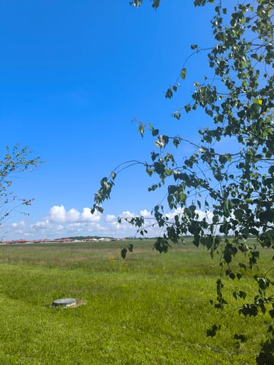 The image shows a grassy field with a clear blue sky and some white clouds. In the foreground, there are tree branches with green leaves. A round, metal manhole cover is visible in the grass. In the background, there is a row of houses with red roofs, and some construction materials. The scene appears to be a suburban or rural area, possibly in Laskino, Russia.