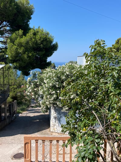 This is a vertical, eye-level shot taken outdoors in Šušanj, Montenegro. The scene captures a sunny day with a clear blue sky. In the foreground, a paved path leads to a series of steps with terracotta-colored risers. To the left of the path, lush green trees, possibly pine trees, are visible. A large bush covered in small white flowers dominates the mid-ground. In the background, the blue expanse of the Adriatic Sea is visible, framed by more greenery and a light-colored stone wall. There is no text visible in the image. The overall impression is one of a peaceful, Mediterranean landscape bathed in bright sunlight.