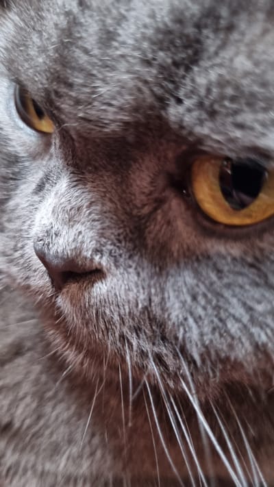 A close-up, eye-level, outdoor shot focuses on the face of a gray cat. The cat's fur is a short, dense gray with some darker tabby markings visible around its face. The cat's eyes are wide open and a striking amber color. Its nose is a dark, wet pink. The whiskers are long and white, fanning out from the cat's snout. The background is out of focus, appearing to be a blurred, outdoor environment. The lighting is natural and slightly diffused, casting soft shadows on the cat's face. The image was taken in Vysokoe, Russia.