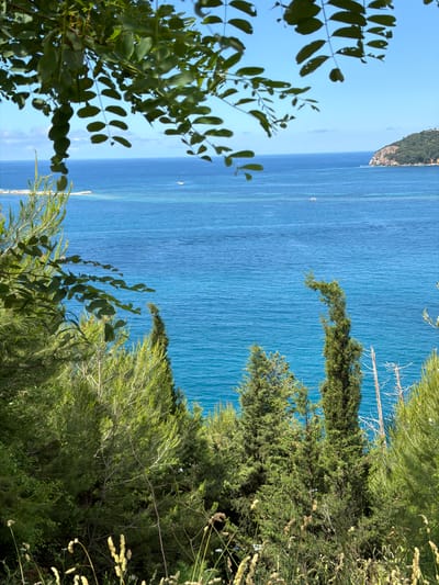 The image, taken in Bečići, Montenegro, captures a serene coastal vista, likely from an elevated viewpoint. The foreground is dominated by a lush array of green foliage, including trees with distinct broad leaves on the left, and a variety of dense shrubs and feathery plants with some dried seed pods on the right and lower parts of the frame. These plants frame a vast expanse of clear, deep blue sea that fills the midground.
The calm water exhibits subtle ripples and variations in shade, suggesting clear depths. Several small white boats or yachts are scattered across the sea, appearing as tiny specks against the blue. In the distance, on the left side of the frame, a verdant, tree-covered coastline or island extends into the horizon under a bright, clear blue sky. Another distant landmass or pier is faintly visible further along the lower horizon. The bright, even lighting suggests it is daytime, likely midday or early afternoon, with sunny and pleasant weather. There is no visible text in the image. The overall scene conveys a tranquil and picturesque natural environment.