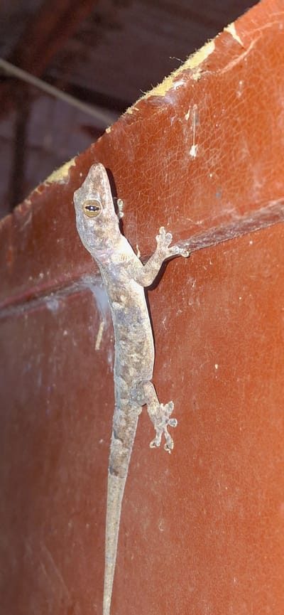 A gecko clings to an orange textured surface. The gecko is positioned vertically, facing left. Its body is light brown and gray with dark speckling. Its head is turned to its right, and its eye is visible. The gecko's legs and toes are splayed out, gripping the surface. The orange surface has a cracked texture and some white debris, possibly spiderwebs, clinging to it. The background is dark and out of focus, suggesting an indoor or sheltered outdoor environment. The location is identified as Vallecito, Venezuela.
