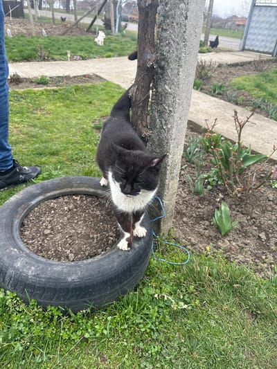 The image depicts an outdoor garden scene in the city of Visok, Bulgaria, under overcast conditions. A black and white tuxedo cat is the central subject, positioned with its front paws on the upper rim of a black rubber tire laid horizontally and filled with dark brown soil. The cat features white markings on its muzzle, chin, chest, and paws; its eyes appear partially closed. Its body is angled away from a light gray concrete post and an adjacent tree branch, around which a blue string is loosely tied. To the far left, the lower portion of a human leg, clad in blue jeans and a black athletic shoe, is partially visible. The immediate ground is covered with green grass and clover. A light gray concrete pathway diagonally bisects the midground, separating areas of turf from cultivated soil beds containing sparse green plant shoots and small, bare shrubs. In the background, a wire fence is visible, and scattered on the grass are several chickens, including a prominent black one, along with a small white animal statue.