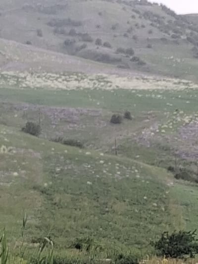 This is a wide-angle, eye-level, outdoor, daytime, medium-range shot of a hilly, grassy landscape in Martiros, Armenia. The terrain is covered in green and purplish vegetation, with sparse trees and shrubs scattered throughout. The sky is overcast and pale gray. The image appears to be of a rural or natural area, possibly a park or open field, with no visible human structures or activity. The focus is on the natural environment.