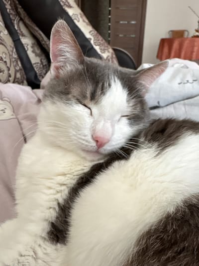 A close-up shot depicts a sleeping cat. The cat has a white face with gray markings on its head and ears. The tip of its nose is pink. The body of the cat is a mix of white and dark gray fur. The background includes bedding in various colors and patterns. The location is Ust-Ilimsk, Russia.