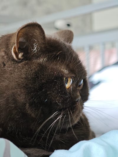 The image shows a close-up, side-profile view of a dark brown cat's head and upper body. The cat's fur is dense and appears soft. Its left ear is prominent and tilted slightly forward. The cat's eyes are a striking yellow-orange with dark pupils. The whiskers are long and white. The background is blurred, suggesting shallow depth of field, and consists of light-colored, out-of-focus shapes, possibly indicating an indoor environment with windows or a wall. The cat is positioned on a light blue fabric, which is also slightly blurred. The scene does not contain any discernible elements that would associate it with the city of Brest, Belarus.