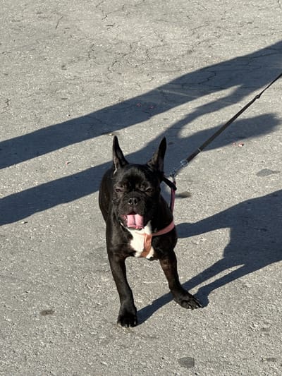 A black French bulldog with a white chest and belly stands on a grey, cracked asphalt surface. The dog is wearing a pink harness and is attached to a black leash, which extends to the upper right of the frame. The dog's mouth is open, revealing its tongue, and its ears are pointed upwards. Long shadows from an unseen object or structures stretch across the asphalt from the left side of the image. Small, reddish-pink pieces of debris are scattered on the ground. The scene appears to be outdoors in a city environment, potentially on a street or sidewalk. The location is identified as Gorna Oryahovitsa, Bulgaria.