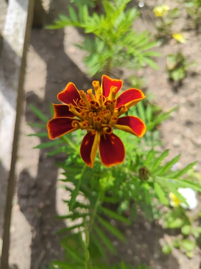 A close-up, eye-level shot captures a vibrant, two-toned flower, likely a marigold, blooming in a garden setting. The flower is the central subject, with its petals exhibiting a striking gradient from deep burgundy at the tips to bright yellow at the base. The center of the flower is a complex arrangement of tightly packed yellow florets, with some appearing to be in various stages of bloom.

The flower is surrounded by its characteristic feathery green foliage, which is slightly out of focus, drawing attention to the main bloom. In the background, the ground appears to be dry soil, with hints of other small plants and possibly fallen petals scattered around. A slightly blurred wooden structure, possibly a fence, runs along the left side of the frame, casting a dappled shadow.

The lighting suggests it is daytime, with sunlight illuminating the flower and creating soft shadows. The overall atmosphere is one of natural beauty and growth. There are no people visible, and the activity taking place is simply the quiet growth and bloom of a flower. The location context of Gvardeysk, Russia, places this scene in a temperate climate, likely during the warmer months when such flowers would be in season. No visible text is present in the image.