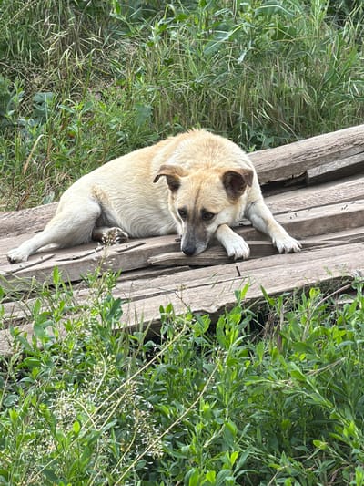 A light-colored dog with brown markings on its face and ears is lying on a series of wooden planks. The planks are weathered and appear to be part of a rustic structure or discarded material. The dog is positioned on its side, with its head resting on its paws, looking downwards with a somewhat somber expression. Its front legs are extended forward, while its hind legs are tucked beneath its body. The background consists of lush green grass and vegetation, suggesting an outdoor, possibly rural or unkempt urban setting in Leningradskaya, Russia. The overall lighting indicates it is daytime, with soft natural light. There are no other living beings visible in the frame, and the scene is static.
