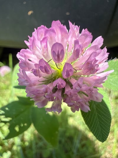 This is a close-up, eye-level, vertical shot of a pink clover flower in bloom. The flower head is spherical and composed of many small, delicate petals that are slightly translucent and tinged with purple at the tips. Some petals are unfurled, revealing a light green center with fine hairs. The flower is in focus, with the background softly blurred. Below the flower, two green clover leaves are visible, also slightly out of focus, showing vein details. The background consists of green foliage and a dark, out-of-focus area, possibly a shadow or a dark object. There are no people or animals present in the image. The lighting suggests it is daytime, with sunlight illuminating the flower from above and to the left. The image does not provide any specific indicators of its location within the Village of Johnson City, United States of America, beyond the general context of an outdoor, natural setting.