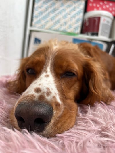 The image shows a close-up of a brown and white dog's face, resting on a pink fluffy surface. The dog's eyes are partially closed, and its nose is prominent in the foreground. In the background, out of focus, are shelves containing various items, including what appears to be paint cans and patterned materials. The setting suggests an indoor environment, possibly a home. There is no information available to determine the location in the city of Tyumen, Russia.