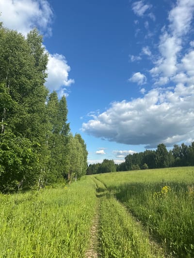 The image presents a rural landscape in Пермяки, Russia, under a partially cloudy blue sky. A narrow, unpaved dirt path, characterized by two distinct vehicle tracks, extends from the foreground into the mid-ground, curving slightly towards the right. This path is bordered on both sides by tall, dense green grass, with pockets of yellow wildflowers visible on the right. A continuous line of deciduous trees, including several birches with light-colored trunks and abundant green foliage, forms a verdant wall along the left side of the scene, stretching from the foreground to the mid-ground. In the far background, a dense forest line defines the horizon. The sky overhead is bright blue with scattered white and grey cumulus clouds. No individuals, animals, or man-made structures beyond the path are present.
