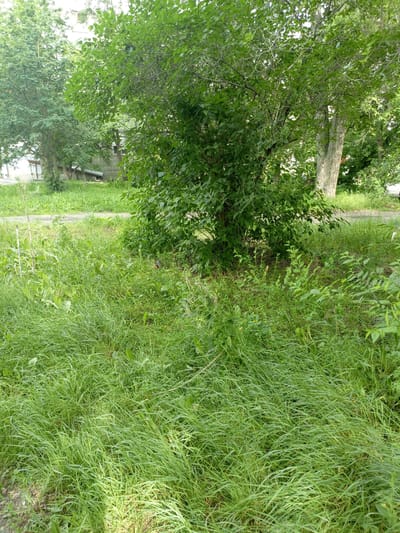 This media file captures an outdoor scene, likely a residential area, in Shadrinsk, Russia. The primary subjects are a dense green bush and a large tree with rough bark, both situated in the foreground and midground. Surrounding these are patches of tall, unkempt green grass and various other plants, indicating an unmanicured or naturalistic setting. In the background, a light-colored building with windows is partially visible through the foliage, suggesting it is a house or apartment building. A gravel or dirt path runs horizontally across the midground, separating the grassy areas.

The overall impression is one of a warm, sunny day, with dappled light filtering through the leaves, suggesting it might be late morning or early afternoon. The lush greenery indicates a time of year during the warmer months, likely summer or late spring. The scene appears peaceful and serene, with no visible activity or people. The presence of the building and path provides location cues of a developed area within a naturalistic environment. No text is visible in the image.