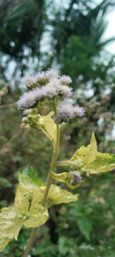 This is a close-up, vertical, outdoor shot of a flowering plant with fuzzy white and light purple blossoms. The plant has a green, fuzzy stem and light green to yellow leaves that are tinged with darker green, creating a mottled appearance. Several buds are visible, some also exhibiting the fuzzy texture. The background is softly blurred, showing hints of dark green foliage and bright circular bokeh lights, suggesting a natural, possibly garden or wild setting. The lighting appears to be natural daylight, creating a soft focus effect. No people, text, or specific events are depicted. The location context is Blangjruen, Indonesia.