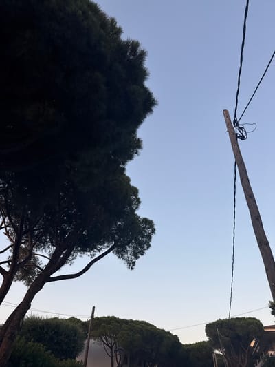 This media file shows a low-angle view of a bright, clear sky, likely during the daytime. The scene is dominated by the tops of large, dark green pine trees that frame the sky. A wooden utility pole with wires is visible in the upper portion of the frame, extending diagonally across the sky. The wires are black and appear to be electrical or communication lines.

On the right side of the image, more trees and what appears to be the roofline of a building can be seen. The overall impression is of an outdoor setting with vegetation and infrastructure. The clear sky suggests fair weather. The orientation of the image is unusual, as if taken looking upwards while tilting the camera.

There is no visible text in the image. The time of day appears to be either morning or late afternoon, given the soft quality of the light and the pale sky. The location is indicated as Platja D'aro, Spain, which aligns with the presence of pine trees and a coastal feel suggested by the open sky. No people or specific activities are depicted. The mood is peaceful and serene, focusing on the natural elements and the sky.