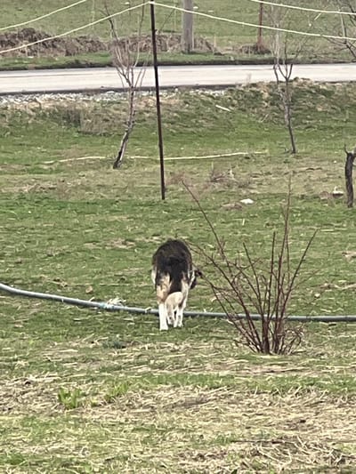 A medium-sized dog with a mottled brown and white coat is lying down in a grassy field. The dog is positioned near a thin, dark pipe running across the landscape. A small, leafless bush is in the background near the dog. A road or path with a white surface is on the left side of the image. Bare branches and metal supports run parallel to the path. The overall tone is natural and rural.