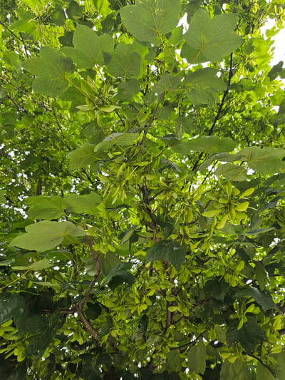 The image shows a close-up view of a tree canopy, likely taken from below, looking upwards. The tree is covered in lush green leaves and clusters of light green samaras, which are the winged seeds of maple trees. The samaras are densely packed on thin stems, creating a textured appearance against the backdrop of leaves. The light filters through the foliage, creating highlights and shadows. The branches are visible, some thin and twiggy, others thicker. The overall impression is one of abundant natural growth. The image does not contain any people, or specific structures that would identify a location in Ponte di Legno, Italy.