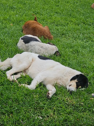 Three canines rest on vibrant green grass. The closest dog is mostly white with a black head, paws, and a spot on its back. It lies on its side, facing away. Behind it is a similar dog, also white with black markings, though only its back is visible. Further back is a brown dog, only its rear visible. All three appear relaxed and still in the grassy expanse.