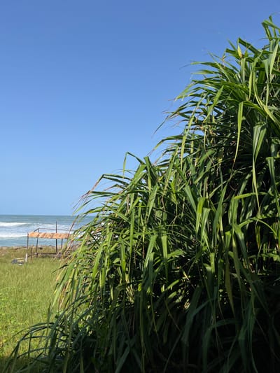 The image captures a serene coastal scene in Moratuwa, Sri Lanka. In the foreground, a dense clump of lush green pandanus leaves dominates the right side of the frame, their long, spiky fronds creating a textured curtain. Beyond the foliage, a bright blue sky stretches across the upper portion of the image. The middle ground reveals a grassy embankment leading down to the ocean. Small waves crash onto the shore, creating a white foam line. On the left side of the frame, a small wooden structure, possibly a shelter or observation deck, with a thatched roof is visible near the water's edge. The environment appears tranquil and natural, with no people or discernible activities.