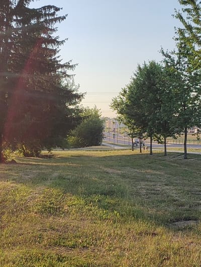 An outdoor, eye-level, medium shot captures a sunlit grassy area in front of a road in Hrodna, Belarus. On the left, a large, dark green coniferous tree dominates the foreground, its branches partially obscuring the sky. To the right of this tree, a row of deciduous trees with full, green canopies stands along the side of a paved road. Beyond the road, the cityscape is visible, with buildings and power lines silhouetted against a pale blue sky. The road is bordered by a fence and sidewalk. A silver vehicle is driving on the road, and a wooden bench is situated near the roadside trees. The grass in the foreground is mostly green, with some areas of dry, tan-colored grass and visible tire tracks.
