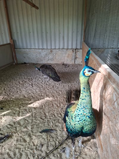 The image shows two peacocks inside a pen, likely in Bardar, Moldova. The pen has a sandy floor and is enclosed by a corrugated metal wall and a wooden fence with a wire mesh. One peacock is in the foreground, facing right, its neck and chest displaying iridescent green and blue feathers. Its head is adorned with a crest of similar colored feathers. The second peacock is in the background, facing left, appearing darker in color with subtle green and gold iridescence on its wings. The ground is covered with sand, scattered feathers, and footprints. The overall environment suggests an enclosure for birds, possibly a farm or a sanctuary.